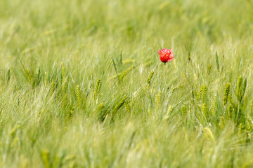 A red poppy flower is trying to stand out of the crowd in a field of wheat in a typical Dutch landscape