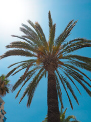 Fototapeta na wymiar Palm tree as a symbol of summer holiday