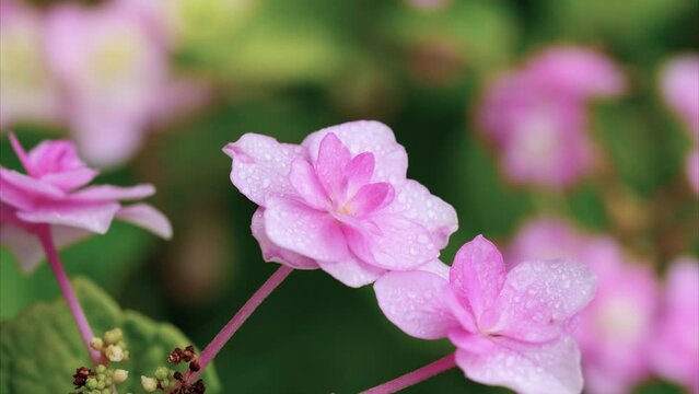 Close up of Double flowered Hydrangea macrophylla with rain drops on petals in rainy day, big leaf hydrangea, French hydrangea, 4k footage zoom in effect.