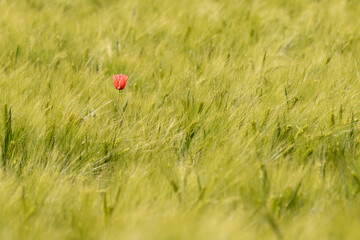 A red poppy flower is trying to stand out of the crowd in a field of wheat in a typical Dutch landscape