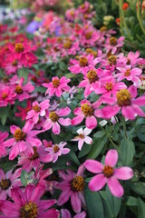 elegant and colorful frsh flowers blooming in the garden