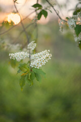 Photo of a flowering branch of a white bird cherry.