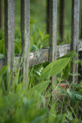 Photo of a white lily of the valley in the old garden.