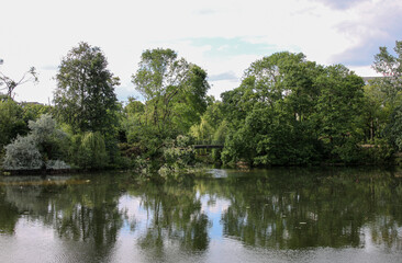 Trees and lake in a park