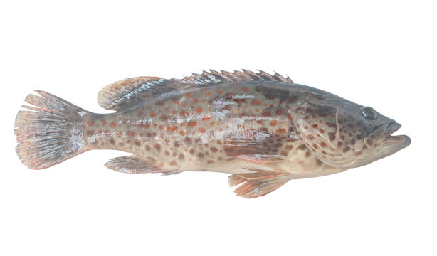 Fresh red spot grouper isolated on white background with clipping path