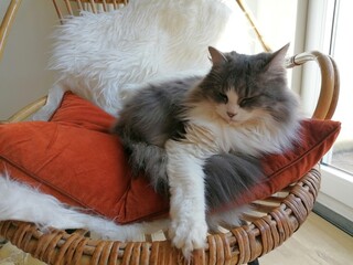 Beautiful and cute cat with fluffy, grey fur and pretty green eyes - sleeping on orange pillow