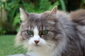 Naklejka na ściany i meble Beautiful and cute cat with fluffy, grey fur and pretty green eyes - sitting in garden