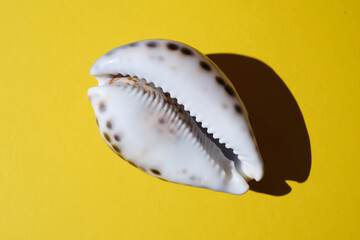 Sea shell on yellow background.