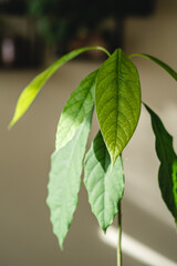 Small avocado tree germinating from seed 