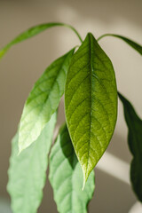 Small avocado tree germinating from seed 