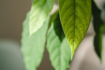 Small avocado tree germinating from seed 