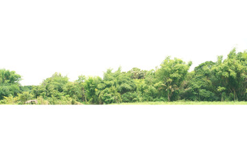 View of a High definition Treeline isolated on a white background
