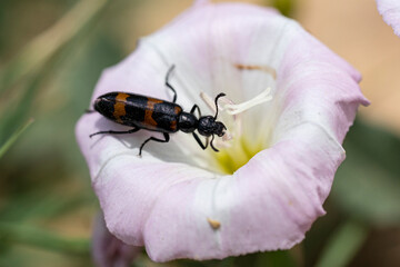 trichodes apiarius