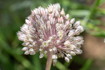 macro d'ail d'ornement