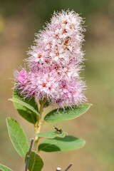macro de fleur de buddleia