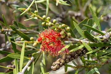 macro de callistemon
