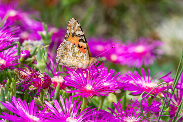 Vanesse des chardons