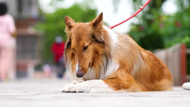 Portrait of Scotland shepherd dog lying in the middle of road and biting the feather of badminton, cute rough collie, 4k footage slow motion.