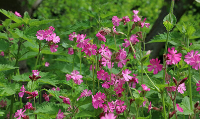 Fototapeta premium Patch of Red Campion flowers, Derbyshire England 