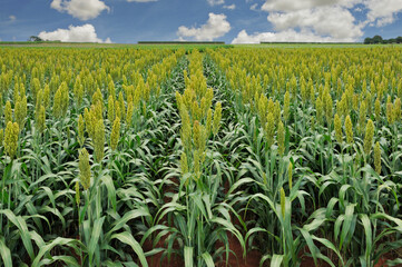 plantação de sorgo