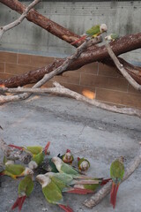 little cute and colorful parrots looking food to eat