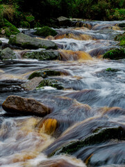 stream in the forest