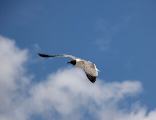 seagull in flight