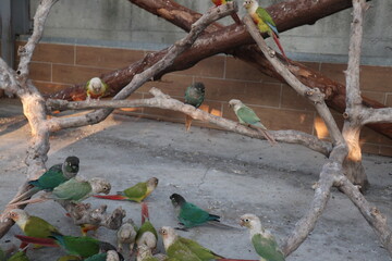 little cute and colorful parrots looking food to eat