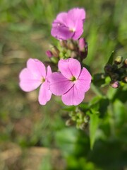 Blooming purple flowers