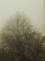trees and buildings shrouded in mist. thick fog