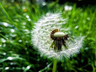 dandelion on green grass background
