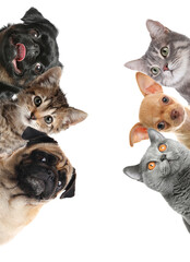 Cute funny cats and dogs on white background