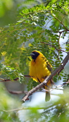 Male Southern masked weaver (Ploceus velatus) perched in a tree in a backyard in Pretoria, South Africa