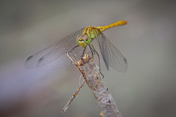 Macro shot of a dragonfly sitting on a branch. The background is blurry.