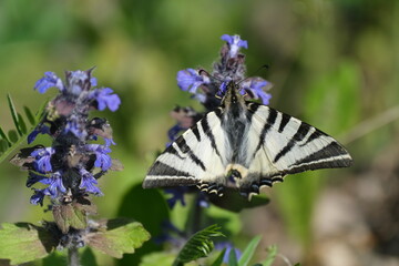 Scarce swallowtail butterfly close up on a flower with open wing