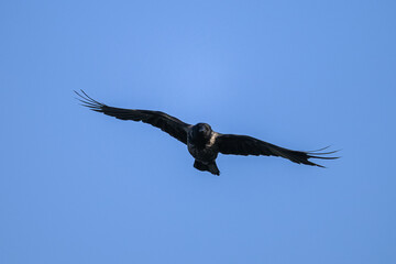 A carrion crow in flight blue sky
