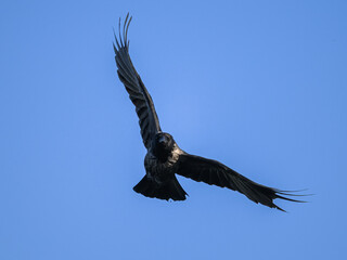 A carrion crow in flight blue sky