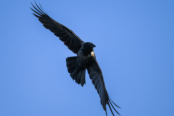 A carrion crow in flight blue sky