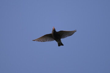 A common starling in flight blue sky