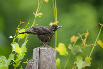 A female common blackbird sitting on a pole