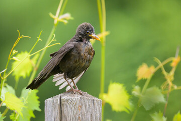 A female common blackbird sitting on a pole