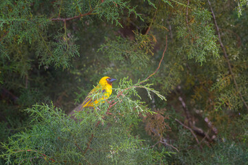 A northern brown throated weaver sitting on a tree