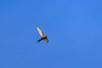 A common swift in flight blue sky
