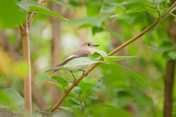 A European Pied Flycatcher sitting in a bush