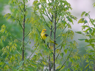 A Eurasian Golden Oriole sitting on a bush
