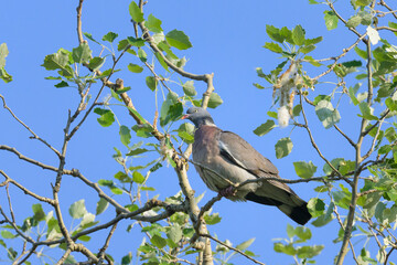 A common wood pigeon sitting on a tree