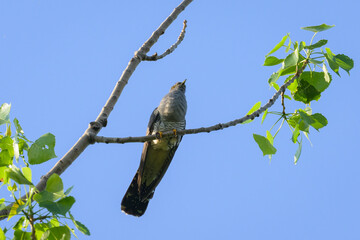 A common cuckoo sitting on a tree