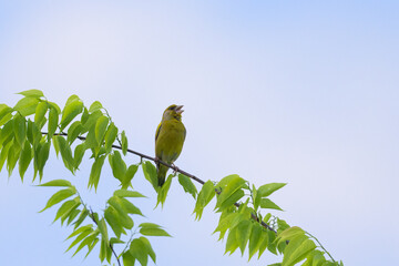 A European Greenfinch sitting on a tree