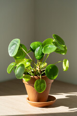 Closeup of Pilea peperomioides houseplant in terracotta pot on white table over gray wall at home. Sunlight. Chinese money plant. Indoor gardening, hobby concept