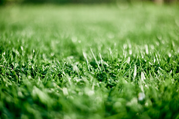 Fototapeta premium Fresh leaves of young green lawn grass close-up, clover and micro clover sprouts for landscape design and garden landscaping. Ecology and caring for nature as a way of life